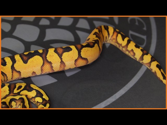 Finally Hatched! Our Asphalt Hypo Zebra Ball Python Project