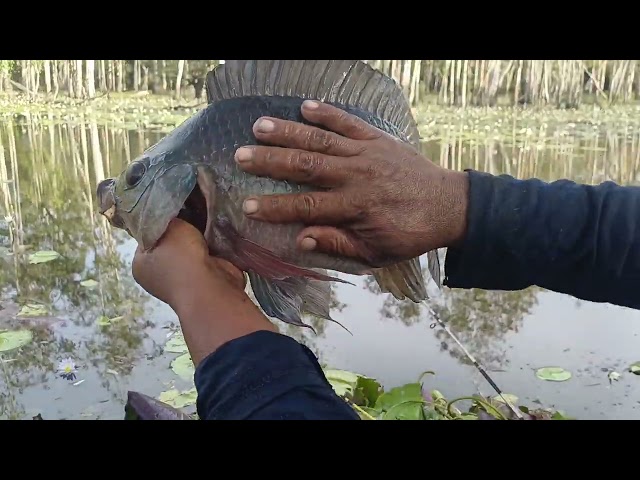 🎣FISHING TILAPIA JUMBO SWAMP MERAUKE PAPUA🎣😍