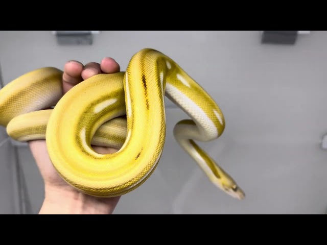 Mochino Titanium Suntiger Purple Female Reticulated Python #reticulatedpython #reptiles 