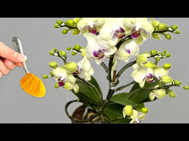 You only need one spoonful! And your orchid will bloom year-round in an easy way.