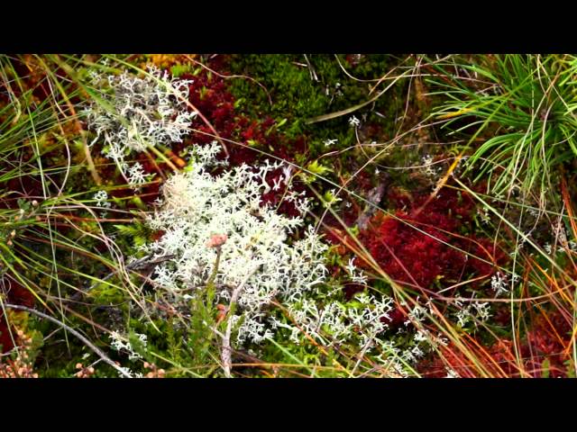 Chapter 1 - What is a Bog and Why Should We Conserve it?