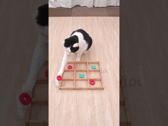 Is this cat impossible to beat at Tic Tac Toe? ❌⭕