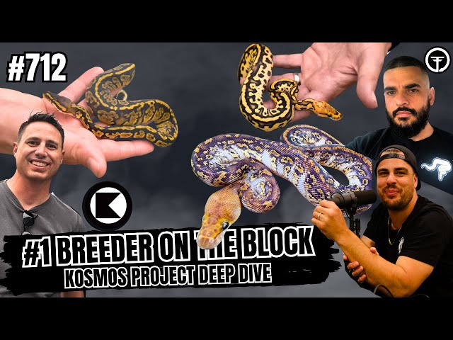 Update On The Kosmos Ball Python Gene & What Breeders Are REALLY Saying