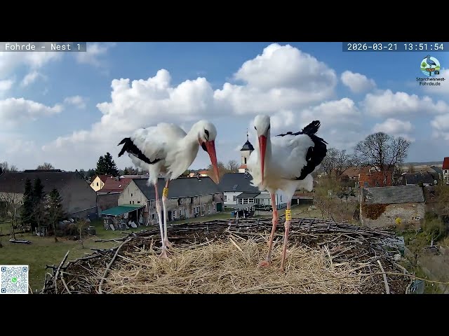 Ottos Rückkehr! Erstes Mal im Nest mit seiner Jezebel ❤️ | Storchennest Fohrde (21.03.2026)