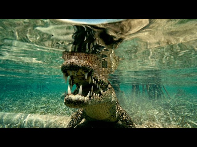 Cuba, The Blue Island: Reefs Under High-Surveillance