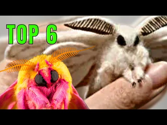 Top 6 CUTEST MOTHS!