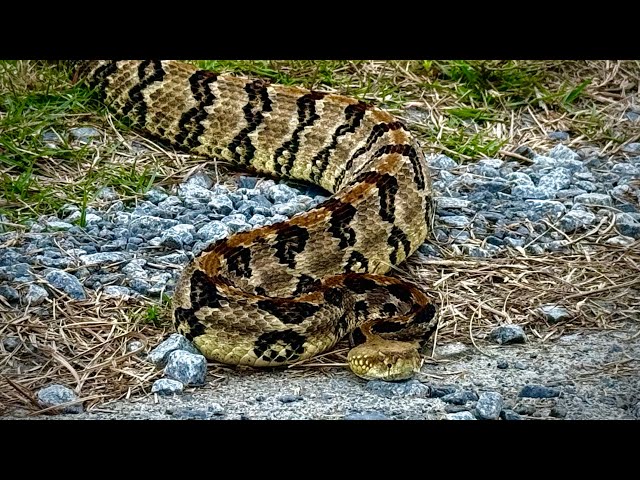 Biggest and beautiful wild  snake I ever seen.