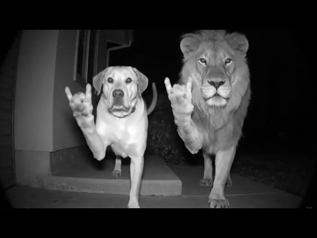 These Sora 2 AI Animal Videos Have Gone Wild 