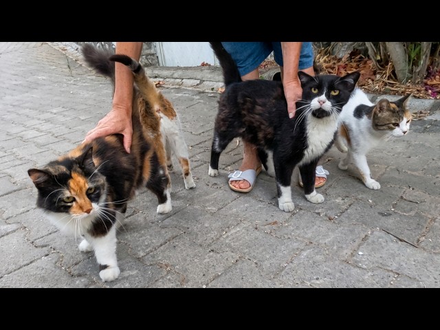 Pom Pom the Stray Cat and Friends Are Always So Happy To See Us!