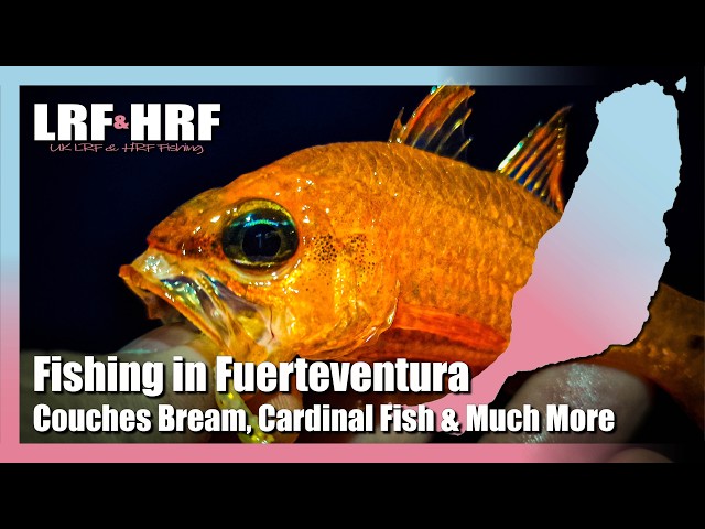 Fishing In Fuerteventura: Couches Bream, Cardinal Fish, Lizardfish & Much More!