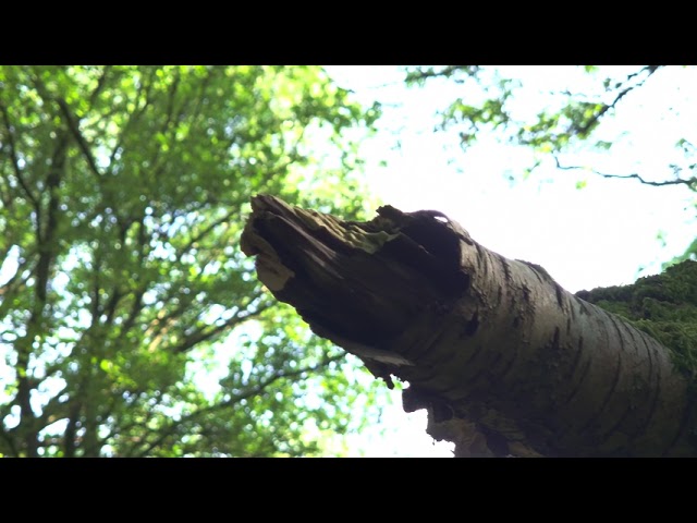 Copyright Free - Stock Footage: Serene Forest Tree