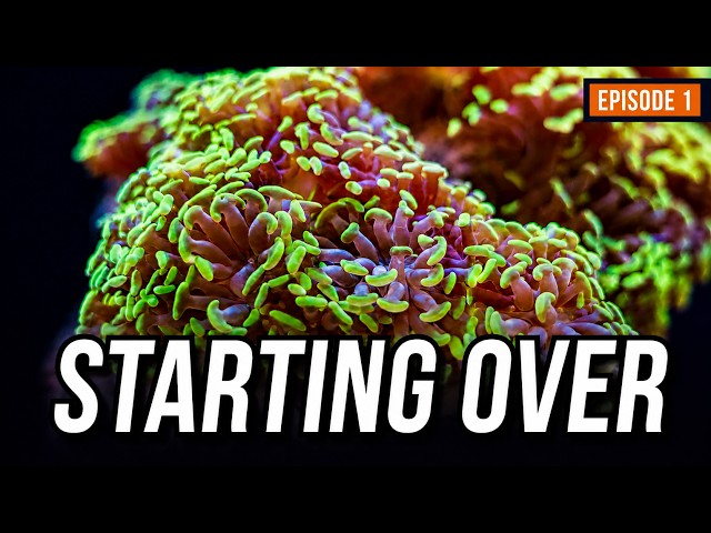 I Have a Used Reef Tank...Now What? - Starting Over Episode 1