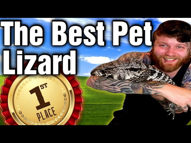Tegus Are The Best Large Pet Lizard? Heres Why!
