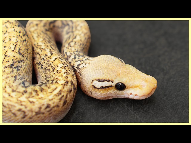 MAJOR Zebra Ball Python Milestone (Shocking Results!)