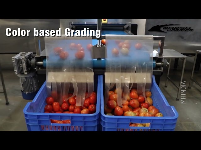 Multiple Fruits & Vegetables Grading Machine | AI-Powered | Image Processing Technology