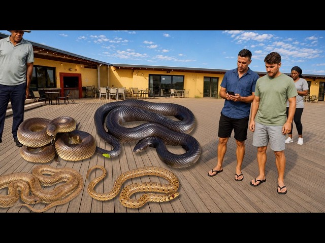 Catching Two HUGE Snakes...