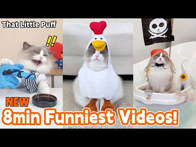 8min Funniest Videos! 🤣Part2 | That Little Puff