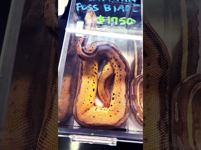 🐍 💎 Extremely High Dollar Ball Python Morphs