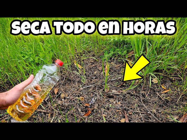 Vinegar Saved All My Plants from Weeds! Homemade Non-Poisonous Herbicide (Dries Everything Out)