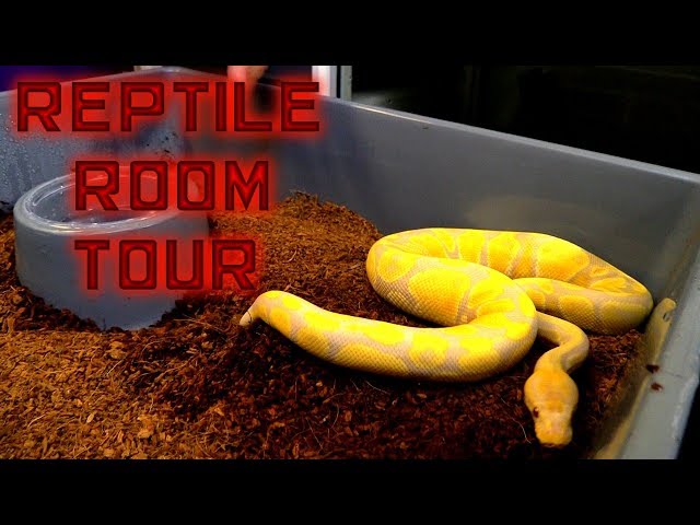 Ball Python Room Tour our FB20 TGR racks.