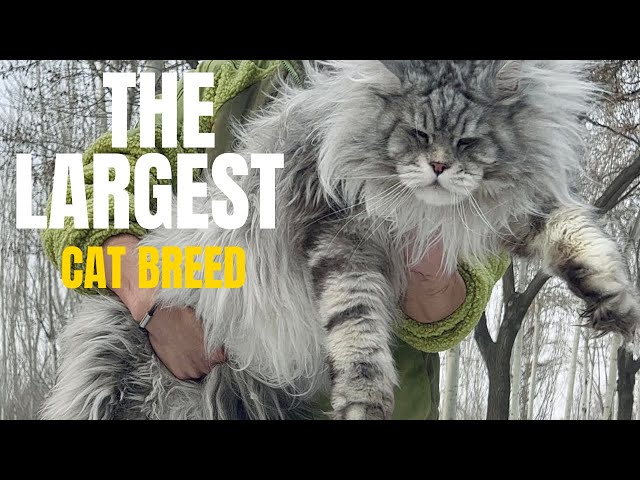 Maine Coon Cats - Everything You Need To Know.