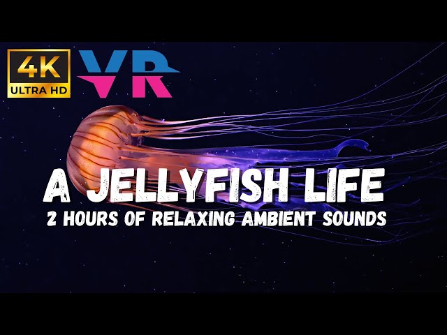 4K Underwater, Jelly Fish Aquarium Relaxing ASMR