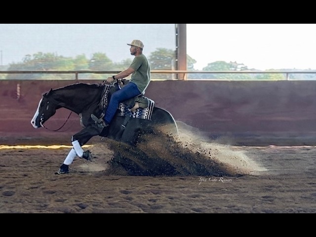 For Sale - Super Horse!!!
