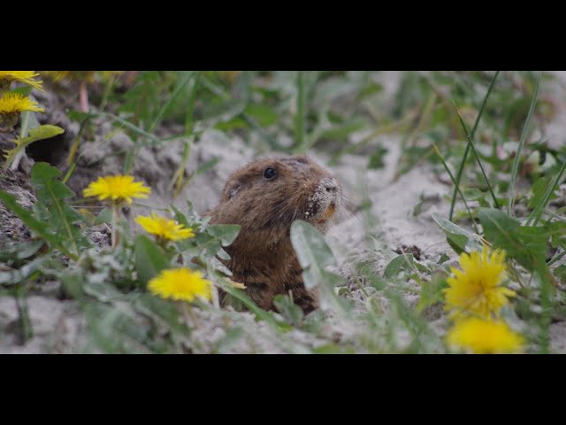Secrets to the Study of Animal Behavior – Dr. Eileen Lacey (UC Berkeley)