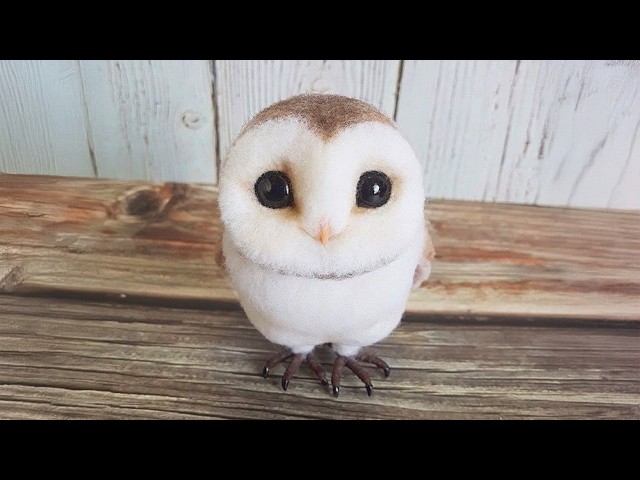 Cute Owls Are the Adorable Animals in the World 🤣 Funniest Animals Video Ever