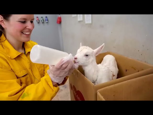 Modern Goat Processing Factory Technology 🐐 us farmers Farming Millions of Goat For Meat and Milk