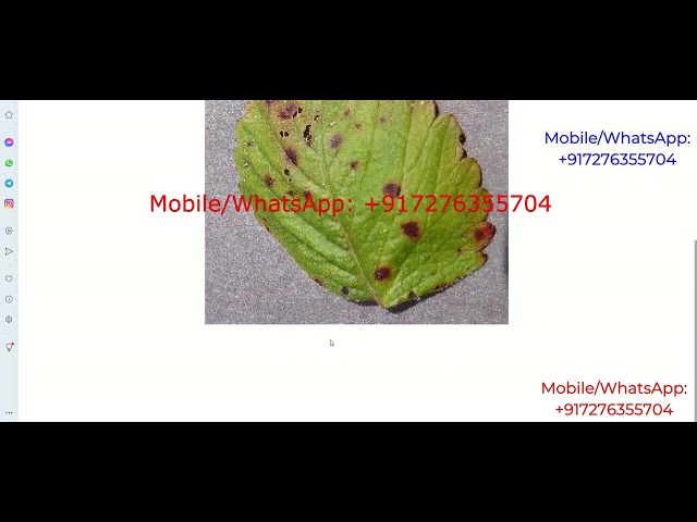 Plant Leaf Disease Identification Using Image Processing | Python Project With Source Code