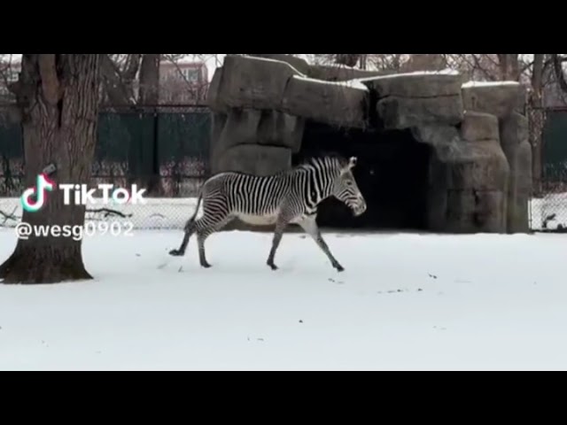 My Little Pony In Carnival Of The Endangered Animals - 15. Grevy’s Zebra