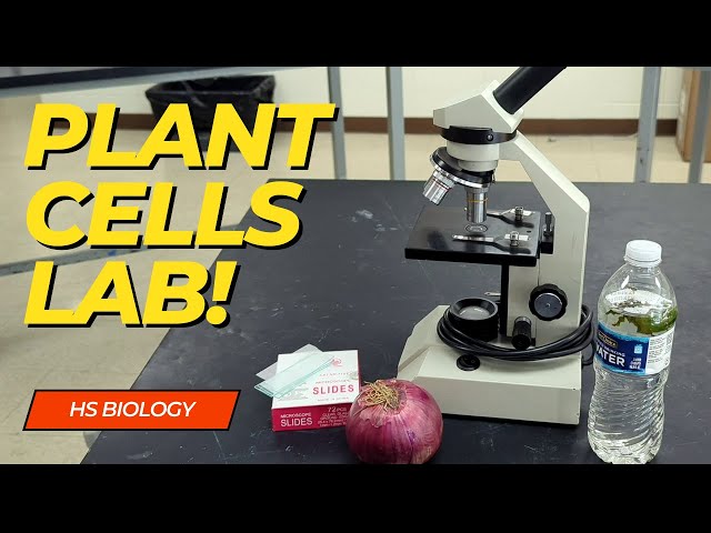 What do Plant Cells look like under the microscope.
