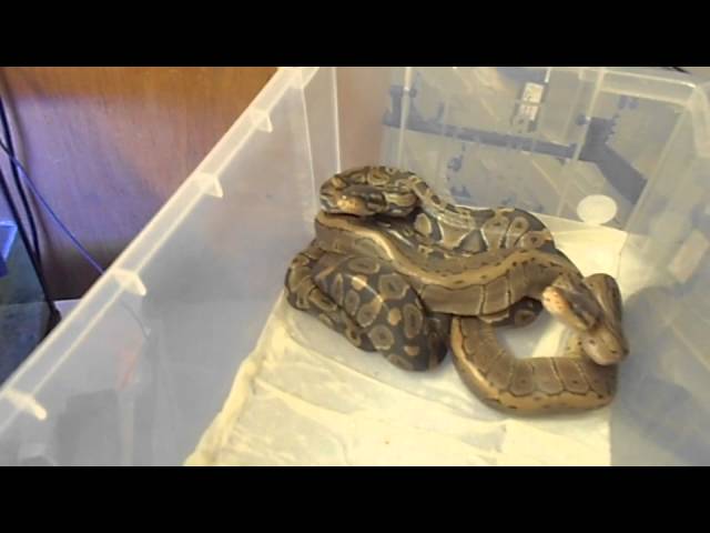 Ball Python Clutches #3 and #5 Lemon Pastels And Pinstripes