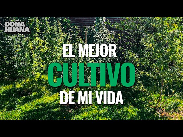 COMO FUE EL MEJOR CULTIVO DE MI VIDA (EN EXTERIOR)