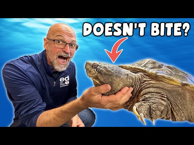 World’s Nicest SNAPPING TURTLE