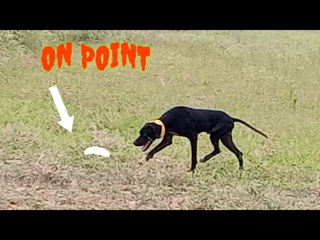 New Quail Hunting with Dog | Pointer Dog Hunting | Hunting Video