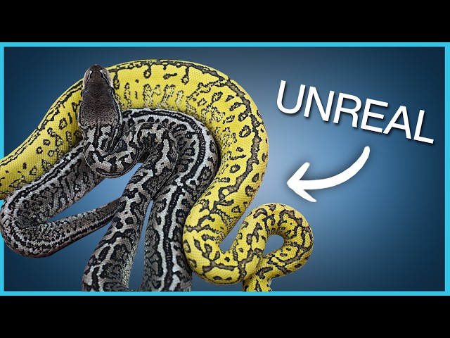 BRAND NEW Triple Recessive Ball Python Combo!