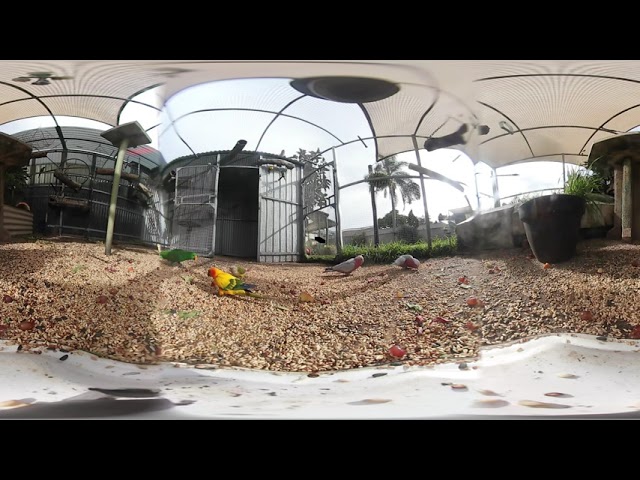Parrot Aviary Lunchtime 360 in 4K