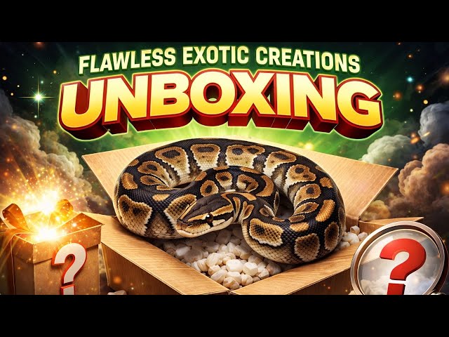 New Addition That Pays for Itself | Double Het Clown Breeder Explained