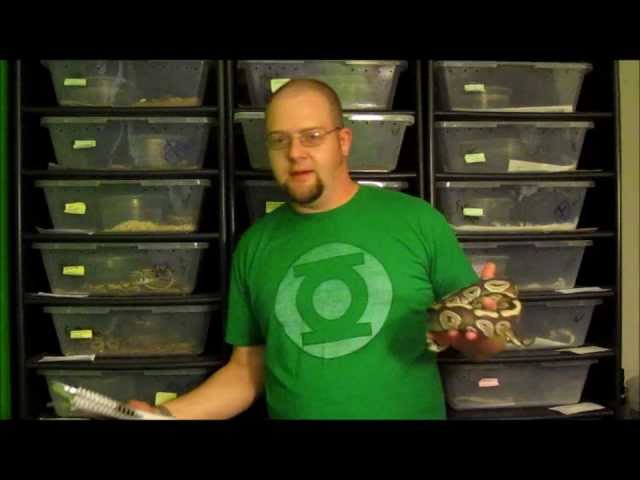 2012 "Grab Bag" Contest-Win a free ball python morph from SnakeHerder.com