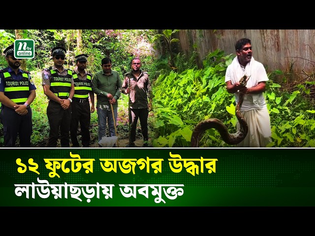 শ্রীমঙ্গলে লোকালয় থেকে ৩৫ কেজির দৈত্যাকার অজগর উদ্ধার | Python Rescue | Wildlife | NTV News