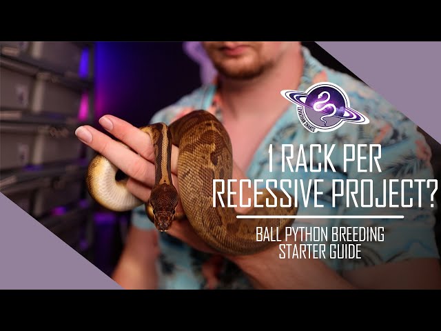 Ball Python Breeding Starter Guide | How Much Space is Needed to Work a Recessive Project?
