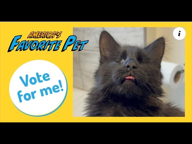 All things Emookitkats