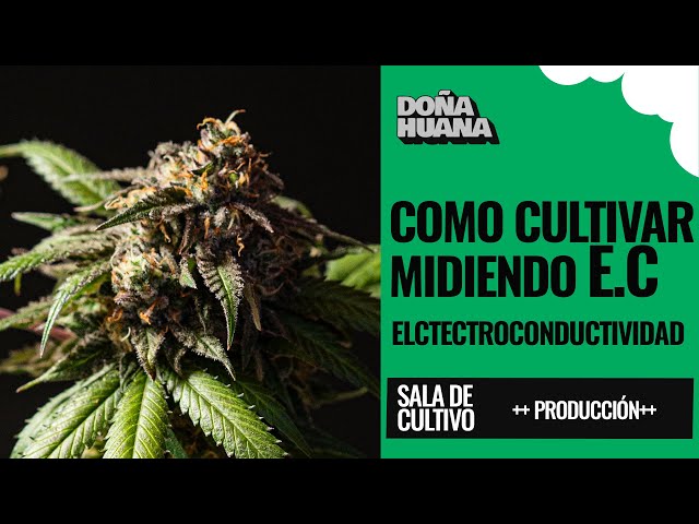 COMO CULTIVAR MIDIENDO E.C (ELECTROCONDUCTIVIDAD) - COMO MEDIR Y PARA QUE SIRVE MEDIR EC