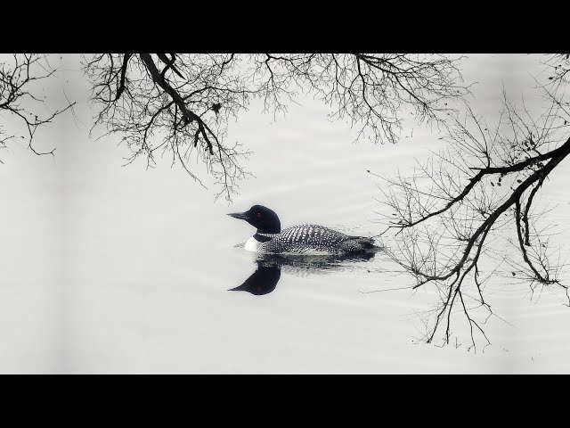 8 Hour Loon Call - Soothing Sounds For Relaxation