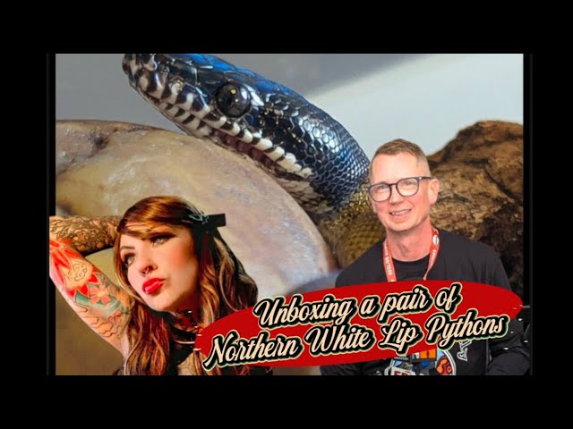 LIVE Unboxing a pair of USCBB Northern White Lip Pythons
