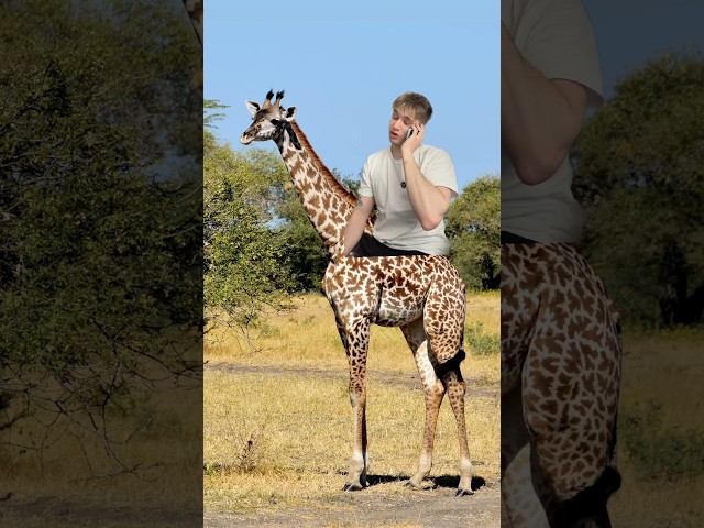 YOUR FRIEND STOLE A GIRAFFE