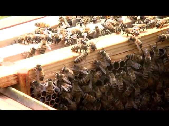 Honey Bees Swarm to Holyrood