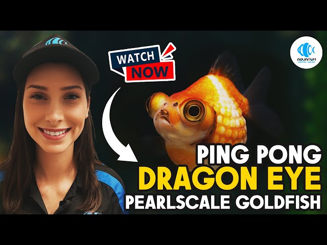 The Cutest Round Fish Ever? Meet the Ping Pong Dragon Eye Pearlscale!